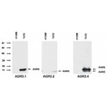 Western Blot - Anti-AGR3 Antibody [AGR3.2] (A86496) - Antibodies.com