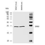 WB - Anti-GRB2 Antibody (A86507)