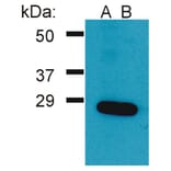 Western Blot - Anti-GRB2 Antibody (A86504) - Antibodies.com