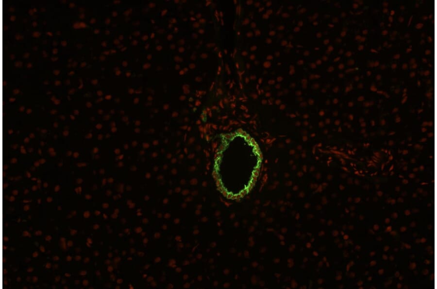 IHC - Anti-Cytokeratin 19 Antibody [BA-17] (A86512)