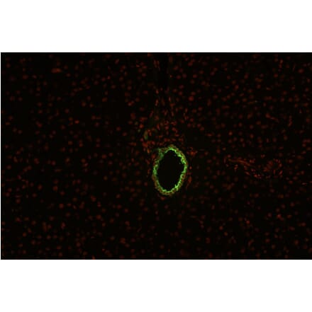 IHC - Anti-Cytokeratin 19 Antibody [BA-17] (A86512)