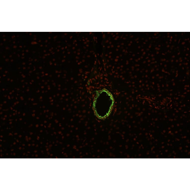 IHC - Anti-Cytokeratin 19 Antibody [BA-17] (A86512)