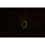 IHC - Anti-Cytokeratin 19 Antibody [BA-17] (A86512)