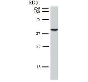 Western Blot - Anti-Cytokeratin 19 Antibody [BA-17] (A86511) - Antibodies.com