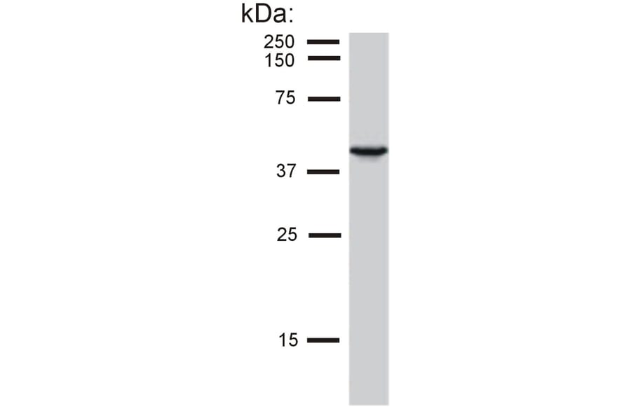Western Blot - Anti-Cytokeratin 19 Antibody [BA-17] (A86511) - Antibodies.com