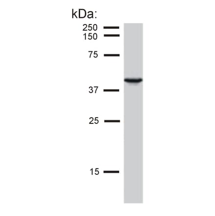Western Blot - Anti-Cytokeratin 19 Antibody [BA-17] (A86511) - Antibodies.com