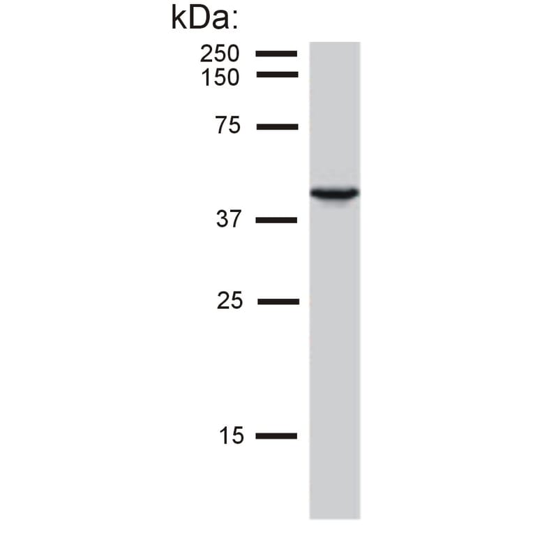 Western Blot - Anti-Cytokeratin 19 Antibody [BA-17] (A86511) - Antibodies.com