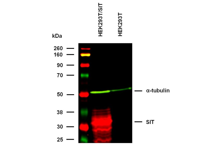 WB - Anti-SIT Antibody [SIT-01] (A86514)