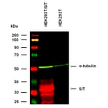 WB - Anti-SIT Antibody [SIT-01] (A86514)