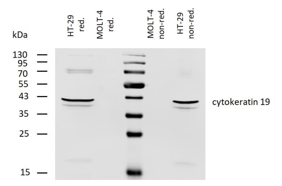 WB - Anti-Cytokeratin 19 Antibody [BA-17] (Biotin) (A86516)
