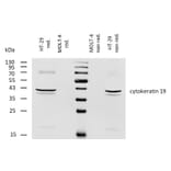 WB - Anti-Cytokeratin 19 Antibody [BA-17] (Biotin) (A86516)