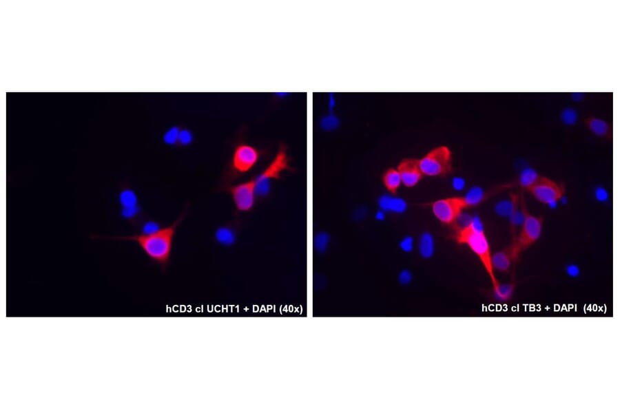 ICC - Anti-CD3 Antibody [UCHT1] (A86522)