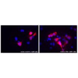 ICC - Anti-CD3 Antibody [UCHT1] (A86522)