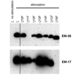 WB - Anti-CD3 zeta (phospho Y153) Antibody [EM-17] (A86524)