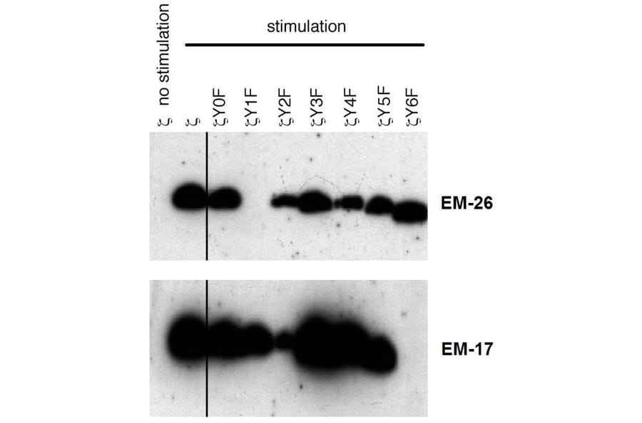 WB - Anti-CD3 zeta (phospho Y153) Antibody [EM-17] (A86524)