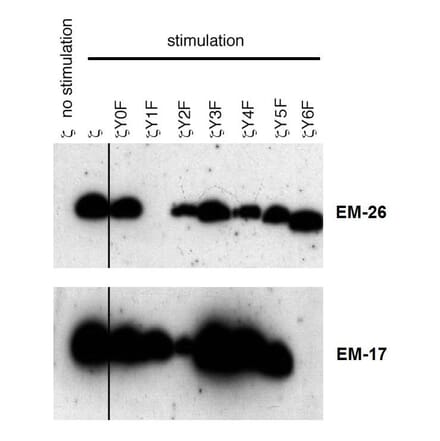 WB - Anti-CD3 zeta (phospho Y153) Antibody [EM-17] (A86524)