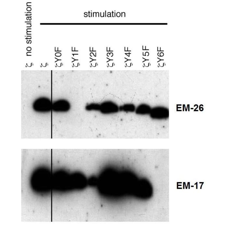 WB - Anti-CD3 zeta (phospho Y153) Antibody [EM-17] (A86524)