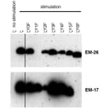 WB - Anti-CD3 zeta (phospho Y153) Antibody [EM-17] (A86524)