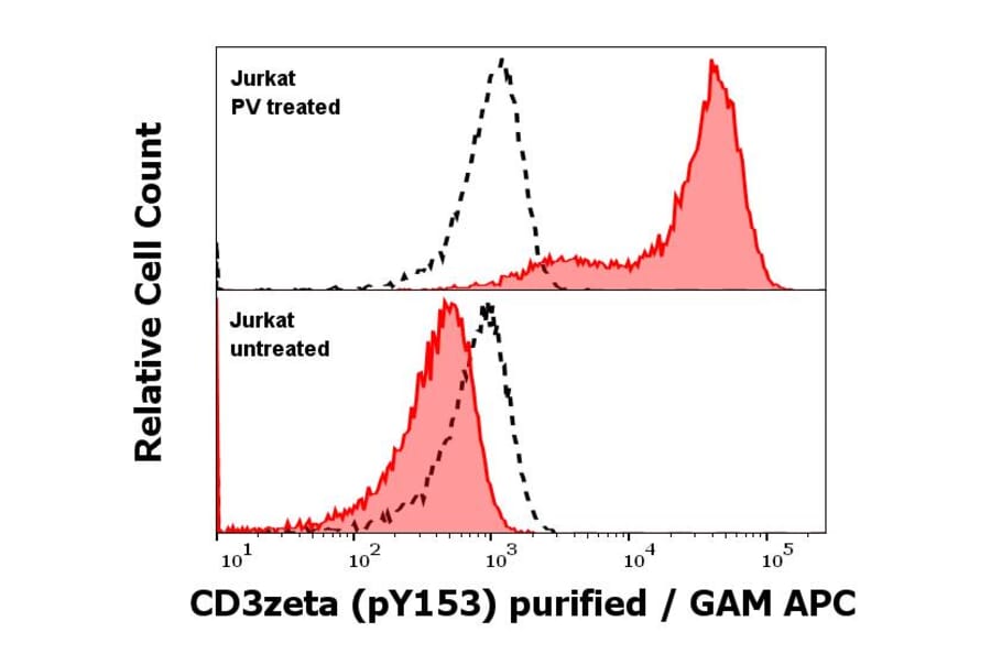 WB - Anti-CD3 zeta (phospho Y153) Antibody [EM-17] (A86524)