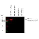 WB - Anti-CD3 zeta (phospho Y153) Antibody [EM-17] (A86524)
