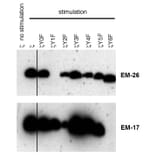 Western Blot - Anti-CD3 zeta (phospho Tyr153) Antibody [EM-17] (A86522) - Antibodies.com