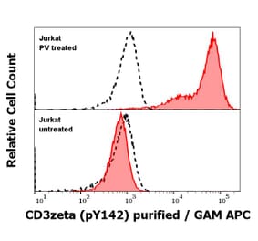 WB - Anti-CD3 zeta (phospho Y142) Antibody [EM-54] (A86525)