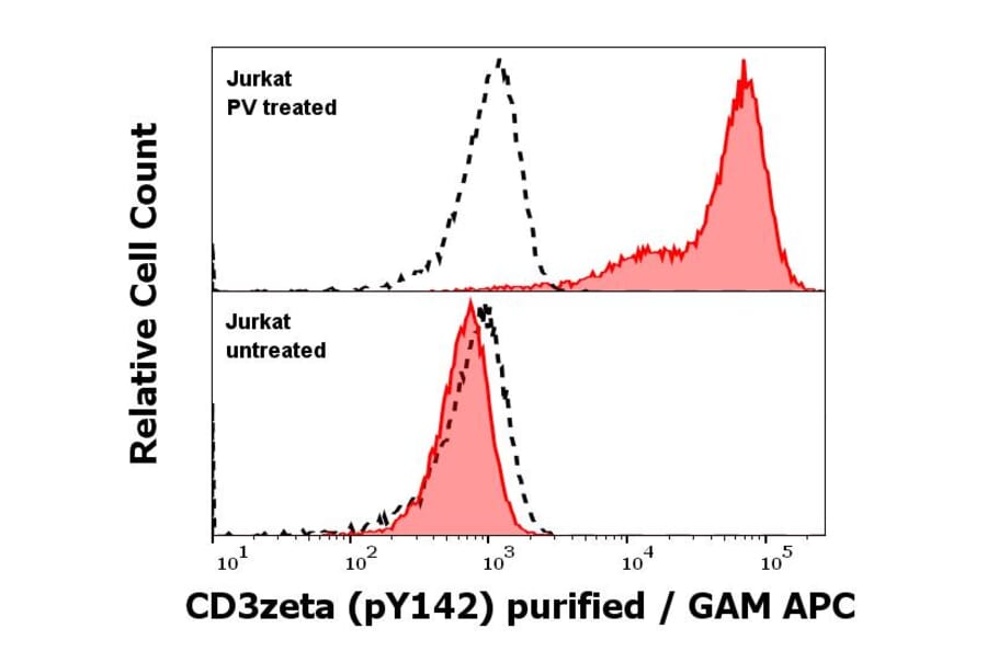 WB - Anti-CD3 zeta (phospho Y142) Antibody [EM-54] (A86525)