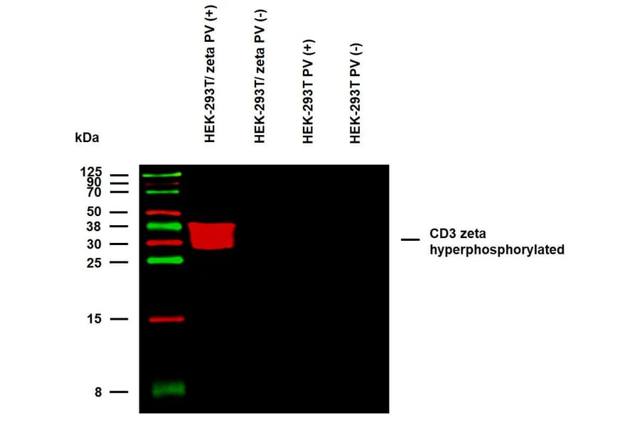 WB - Anti-CD3 zeta (phospho Y142) Antibody [EM-54] (A86525)