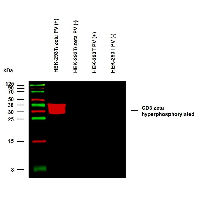 WB - Anti-CD3 zeta (phospho Y142) Antibody [EM-54] (A86525)