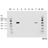 WB - Anti-CD3 zeta (phospho Y142) Antibody [EM-54] (A86525)