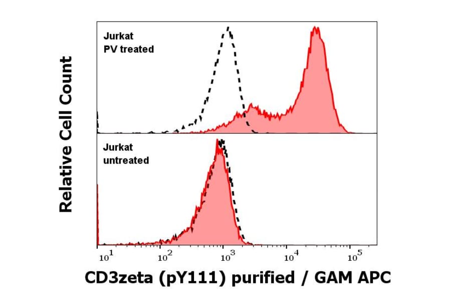 WB - Anti-CD3 zeta (phospho Y111) Antibody [EM-55] (A86526)