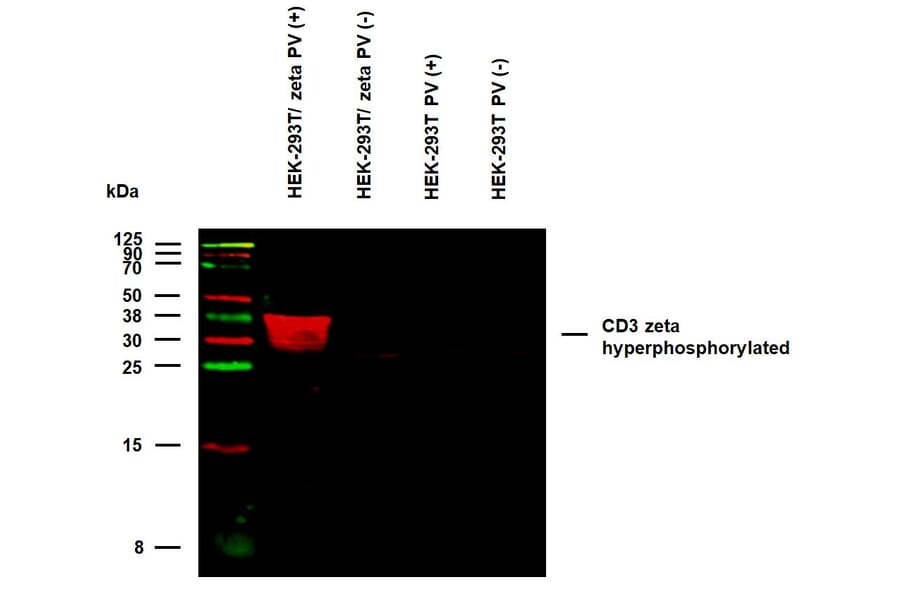 WB - Anti-CD3 zeta (phospho Y111) Antibody [EM-55] (A86526)