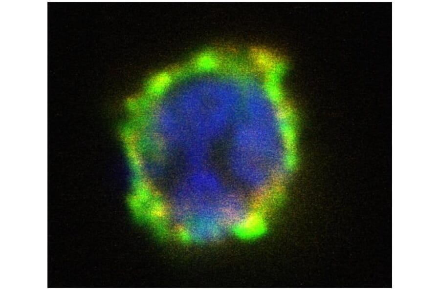 ICC - Anti-ENPP3/B10 Antibody [NP4D6] (PE) (A86534)