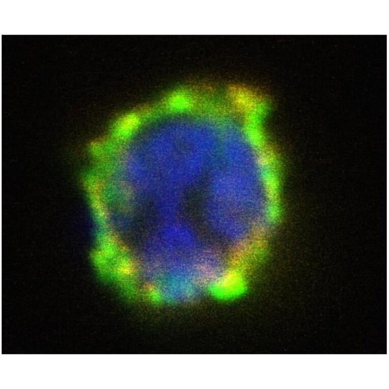 ICC - Anti-ENPP3/B10 Antibody [NP4D6] (PE) (A86534)