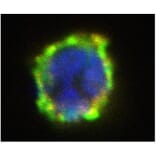 ICC - Anti-ENPP3/B10 Antibody [NP4D6] (PE) (A86534)