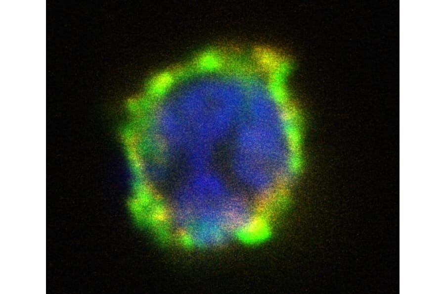 Immunocytochemistry - Anti-CD203c Antibody [NP4D6] (PE) (A86533) - Antibodies.com