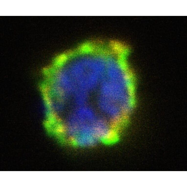 Immunocytochemistry - Anti-CD203c Antibody [NP4D6] (PE) (A86533) - Antibodies.com