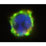 Immunocytochemistry - Anti-CD203c Antibody [NP4D6] (PE) (A86533) - Antibodies.com