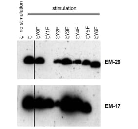 WB - Anti-CD3 zeta (phospho Y72) Antibody [EM-26] (A86536)