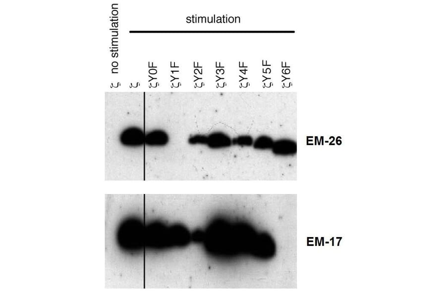 WB - Anti-CD3 zeta (phospho Y72) Antibody [EM-26] (A86536)
