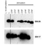WB - Anti-CD3 zeta (phospho Y72) Antibody [EM-26] (A86536)