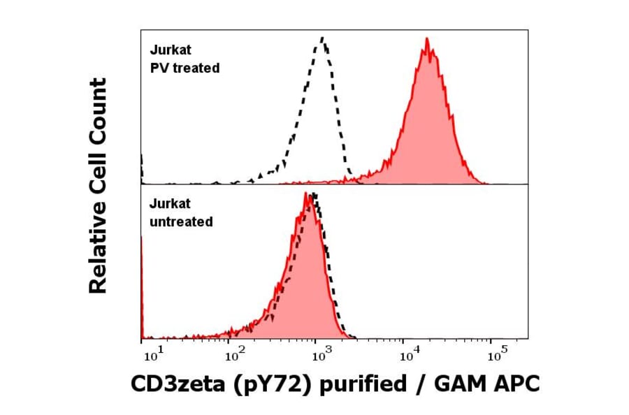 WB - Anti-CD3 zeta (phospho Y72) Antibody [EM-26] (A86536)
