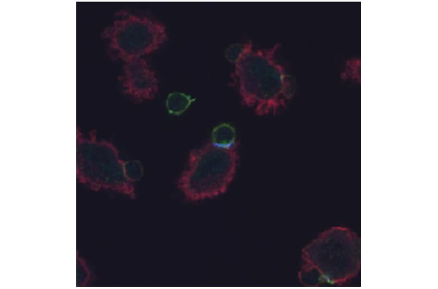 ICC - Anti-CD3 zeta (phospho Y72) Antibody [EM-26] (A86536)