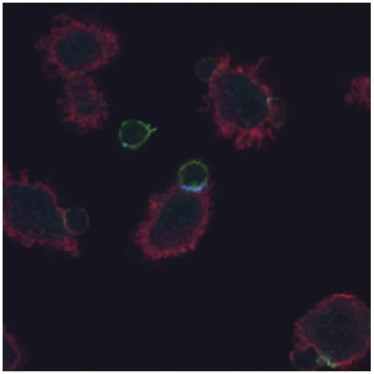 ICC - Anti-CD3 zeta (phospho Y72) Antibody [EM-26] (A86536)