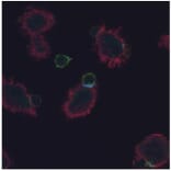 ICC - Anti-CD3 zeta (phospho Y72) Antibody [EM-26] (A86536)