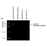 WB - Anti-CD3 zeta (phospho Y72) Antibody [EM-26] (A86536)