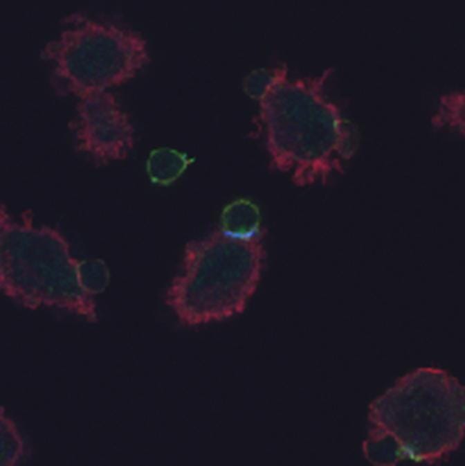 CD3点 CD3 (MSVA-003R) - MS Validated Antibodies
