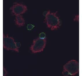 Immunocytochemistry - Anti-CD3 zeta (phospho Tyr72) Antibody [EM-26] (A86534) - Antibodies.com
