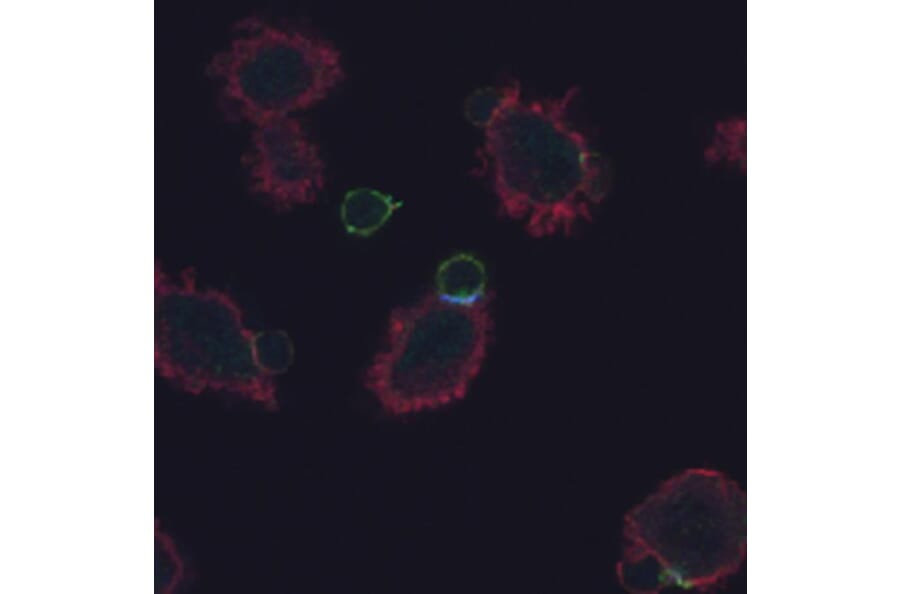 Immunocytochemistry - Anti-CD3 zeta (phospho Tyr72) Antibody [EM-26] (A86534) - Antibodies.com