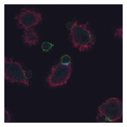 Immunocytochemistry - Anti-CD3 zeta (phospho Tyr72) Antibody [EM-26] (A86534) - Antibodies.com